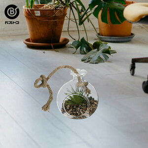 壁掛け 観葉植物の人気商品 通販 価格比較 価格 Com