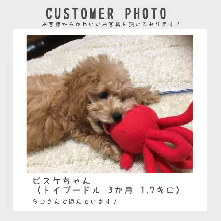 楽天市場 Bestever 犬 猫 おもちゃ ペットトイ カシャカシャ キュッキュッ 音が鳴る 遊ぶ ストレス解消 一緒に遊ぶ お家時間 Love Pets By Bestever ラブペッツ タコ 蛸 オクトパス 海 海産 シーフード ベストエバージャパン ベストエバージャパン直営店