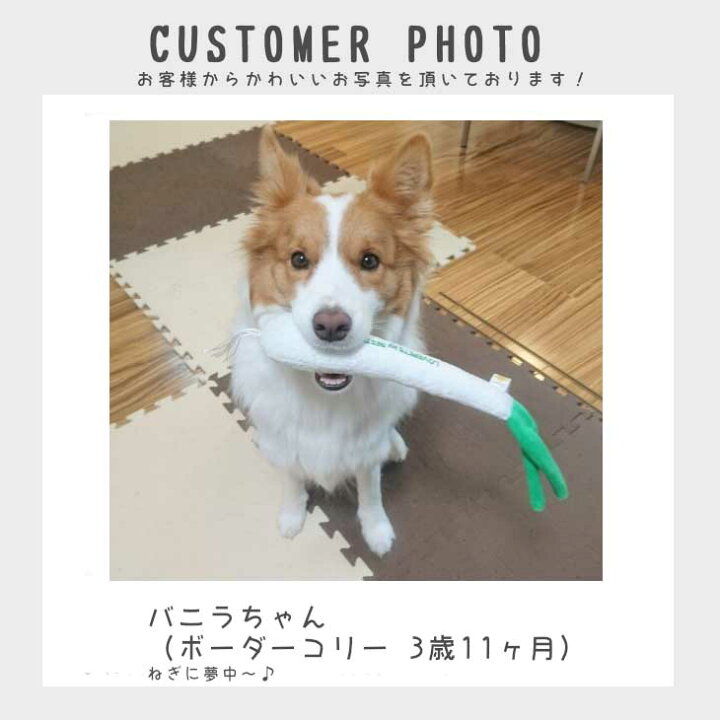 楽天市場 Bestever 犬 猫 おもちゃ ペットトイ カシャカシャ キュッキュッ 音が鳴る 遊ぶ ストレス解消 一緒に遊ぶ お家時間 Love Pets By Bestever ラブペッツ 長ネギ 葱 長ねぎ 野菜 ベストエバージャパン ベストエバージャパン直営店