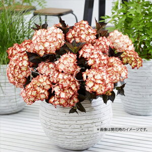 y敪Azy15cm|bgzAWTC 'Cg}Ct@C'y؁EAWTCEczq2025/10/03FtWJr