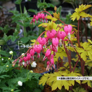 y敪Azy9cm|bgz^Cc\E 'S[hn[g'qP}\Eryhzq2025/10/08FxA2026JԌݕcrqƓHAtKłr