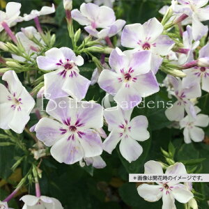 y敪Azy9cm|bgztbNX 'tCCgu['yhzq2025/10/14AxɌĂ邽ߌsJbgAnmFĂ̏oׂƂȂ܂r