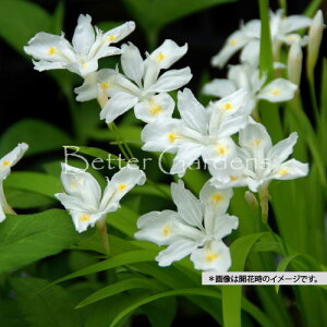 y敪Azy9cm|bgzԃqVKyhzq2025/10/16GxɌĂ邽ߗt͂n߂Ă܂r