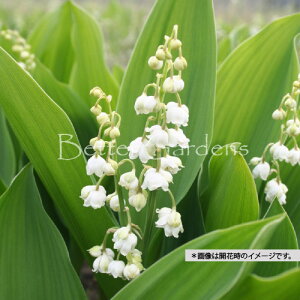 y\񏤕iE敪BzynxzhCcXY vtBJXqd炫hCcXYryhzq\񏤕iE2025N12{菇oׁr\񏤕iɂ敪BO[v