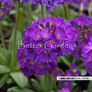 y敪Azy9cm|bgzvEfeBL[^ 'u[ZNV'yhzq2025/10/07FtWJAŋxɓ܂r