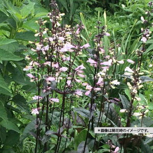 y敪Azy9cm|bgzyXeEWM^X 'nXJ[bhXgC'yhzq2025/10/08FtWJA2026JԌݕcrqƓHAtKłr