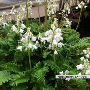 �y�����敪A�z�y9cm�|�b�g�z�I�T�o�O�T�q2025/10/16�F�x�����A�t�͎c���Ă��܂��r