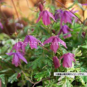 y敪Gzy9cm|bgzI_}L 'Ch~N'yhzq2025/10/23Atn܂Ă܂͂肵Ă܂rq_ѐYȎco^iAo^ԍ26954Ai햼́FWild M