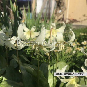 �y�����敪A�z�y9cm�|�b�g�^1���A���z�J�^�N�� '�z���C�g�r���[�e�B�['�q2025/10/16�G�x�����A�����m�F���̉��A���i�ɂȂ�܂��r