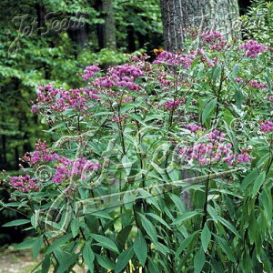 y敪Azy9cm|bgzo[mjAEm{xZVXyhzq2025ĒAcF2025/11/17A~Gxɂn㕔͂܂r