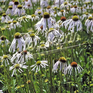 y敪Azy9cm|bgzGLiZAEp_@t_T[yhzq2025ĒAcF2025/11/17A~GxɌĂ邽ߗtEt݂ȂǂĂ܂BStɂ͐V`F