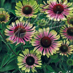 y敪Azy9cm|bgzGLiZAEp[vA@O[cBX^[yhzq2025ĒAcF2025/11/17A~GxɌĂ邽ߗtEt݂ȂǂĂ܂BStɂ