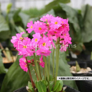 y敪Azy9cm|bgzvE[AyR쑐Ehzq2025ĒAcF2025/11/17A~GxɌĂ邽ߗtEt݂ȂǂĂ܂BStɂ͐V`FbN