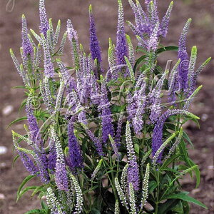 y敪Azy9cm|bgzxjJEMtHA@u[VF[Yyhzq2025ĒAcF2025/11/17A~GxɌĂ邽ߗtEt݂ȂǂĂ܂BStɂ͐V