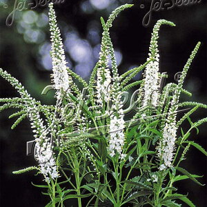 y敪Azy9cm|bgzxjJEMtHA@Aoyhzq2025ĒAcF2025/11/17A~GxɌĂ邽ߗtEt݂ȂǂĂ܂BStɂ͐V`F