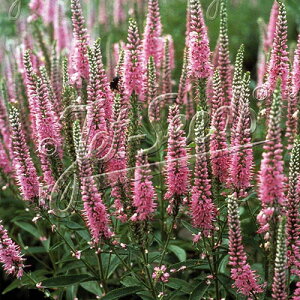 y敪Azy9cm|bgzxjJEMtHA@sNVF[Yyhzq2025ĒAcF2025/11/17A~GxɌĂ邽ߗtEt݂ȂǂĂ܂BStɂ͐V