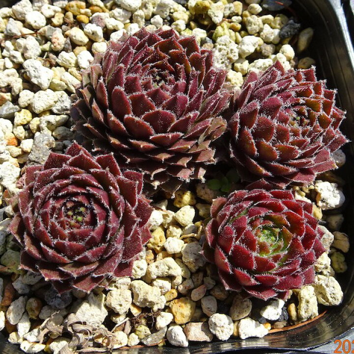 楽天市場 多肉植物 センペルビウム キューベンセ 9cmポット Fグループ Sempervivum Cubense 花苗と球根の店 Better Gardens