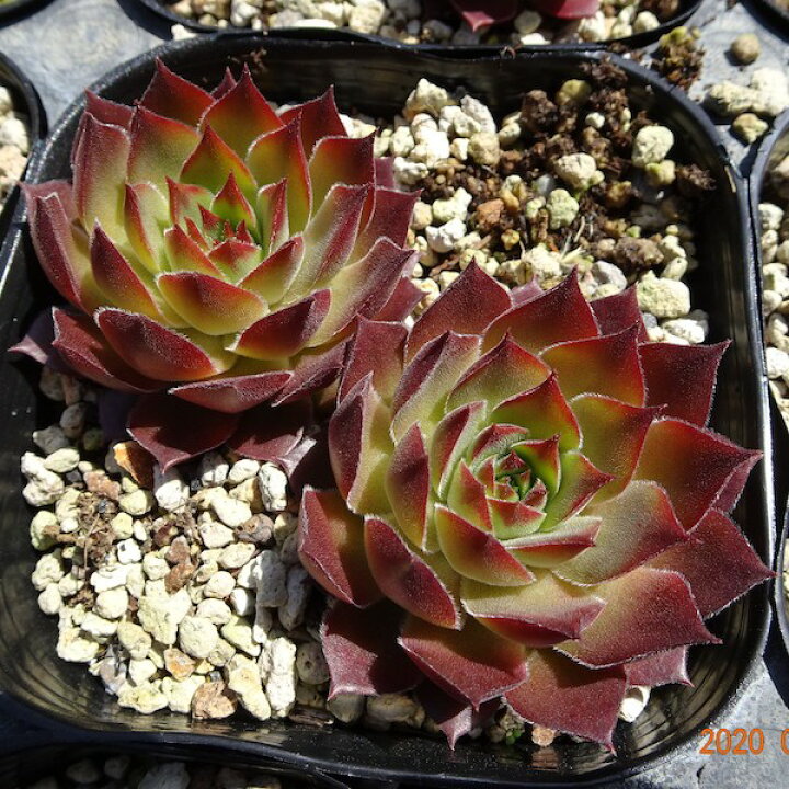 楽天市場 多肉植物 センペルビウム アンジェリーク 9cmポット Fグループ Sempervivum Angelique 花苗と球根の店 Better Gardens