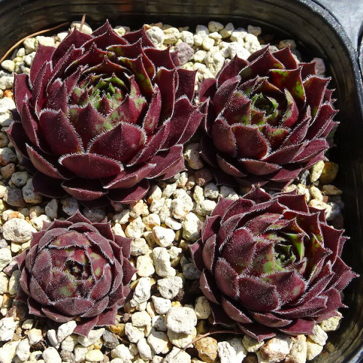 楽天市場】【多肉植物】センペルビウム