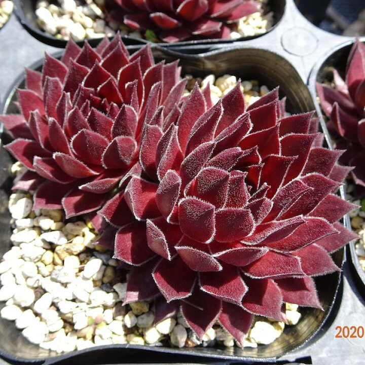 楽天市場】【多肉植物】センペルビウム ハート (9cmポット)【Fグループ 