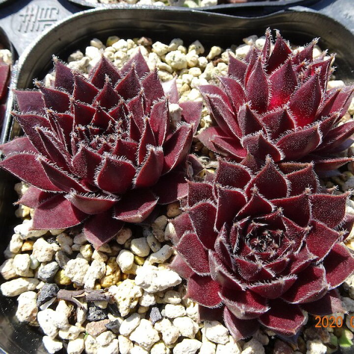 楽天市場】【多肉植物】センペルビウム