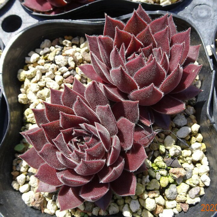 楽天市場】【多肉植物】センペルビウム 