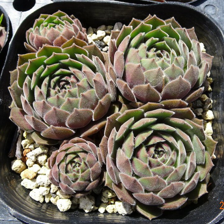 楽天市場】【多肉植物】センペルビウム 