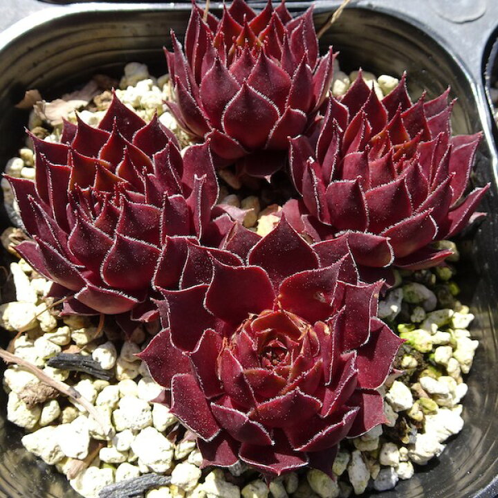 楽天市場 多肉植物 センペルビウム ゲオデール 10 5cmポット Fグループ Sempervivum Geodele 花苗と球根の店 Better Gardens