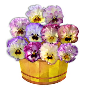 苗 パンジー 花苗の人気商品 通販 価格比較 価格 Com