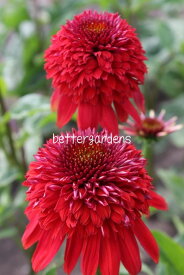 【送料区分G】【12cmポット／1ポット】エキナセア 'エキセントリック' 【宿根草】〈2025/06/18現在：抽苔、ご注文時期によって箱に入らない場合は花茎をカットする場合もあります〉