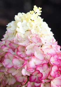 y敪Gzy10.5cm|bg^1|bgznChWA 'rOJtJNe' yAWTCEmEcMzq_ѐYȎco^\iA\ԍ36075Ai햼́FLC NO15rq2024/05