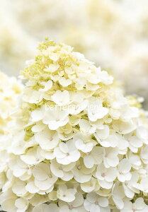 y敪Gzy10.5cm|bg^1|bgznChWA 'rOgubT' yAWTCEmEcMzq_ѐYȎco^\iA\ԍ35151Ai햼́FLC NO8rq2024/05/