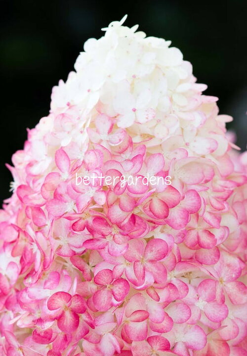 モデル着用＆注目アイテム ハイドランジア 'リビングピンクアンドローズ' 10.5cmポット HYDRANGEA paniculata 'Living Pink and Rose '