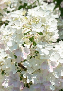 y敪AzymEcMznChWA 'rO^b`IusN'(13.5cmO|bg) HYDRANGEA paniculate 'Living Touch of Pink'