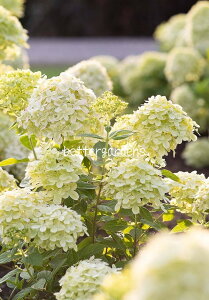 yAWTCznChWA 'rOgpbV'(13.5cmO|bg)yAO[vzHYDRANGEA paniculata 'Living Little PassionR'???????