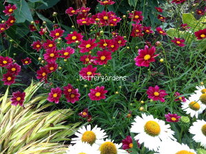 yhzRIvVX '}[L[CWO'(2|bg1Zbg/10.5cm|bg)yGO[vzCoreopsis eMercury Risingf o^ԍ 26102