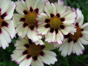 yhzRIvVX 'X^[NX^['(2|bg1Zbg/10.5cm|bg)yGO[vz Coreopsis eStar Clusterf o^ԍ 26103