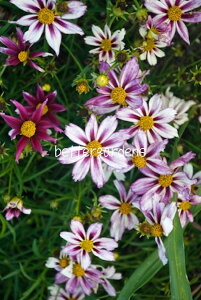 yhzRIvVX 'RX~bNG{[V'(2|bg1Zbg/10.5cm|bg)yGO[vzCoreopsis eCosmic Evolutionf