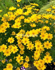 【宿根草】コレオプシス 'ゴルディロックス'(2ポット1セット/10.5cmポット)【Gグループ】 Coreopsis ‘Goldilocks’