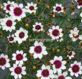 【宿根草】コレオプシス 'アイスワイン'(2ポット1セット/10.5cmポット)【Gグループ】Coreopsis ‘Ice Wine’