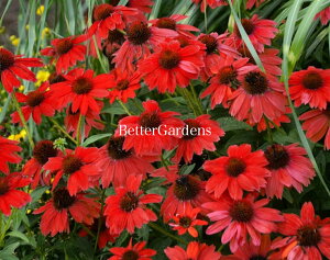 苗 エキナセア 苗の人気商品 通販 価格比較 価格 Com