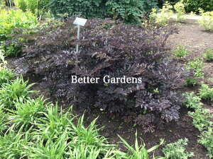 yhzAN^GA 'ulbg'(12cm|bg)yGO[vzActaea simplex 'Brunette'