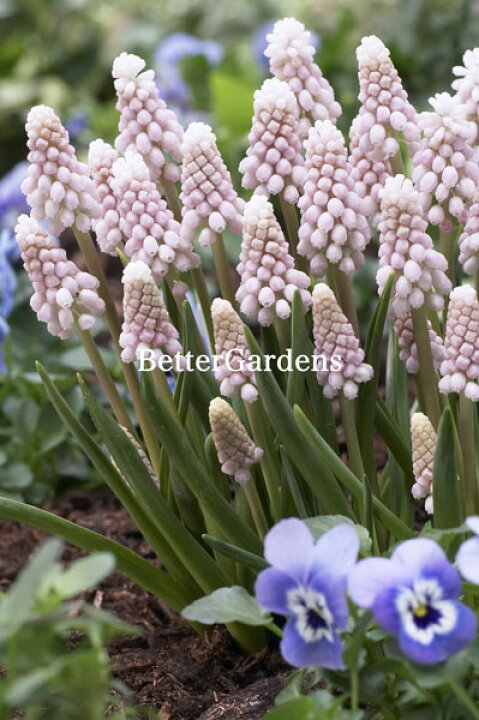 楽天市場 球根 ムスカリ ピンクサンライズ 1袋 3球入 Aグループ Muscari Pink Sunrise 花苗と球根の店 Better Gardens