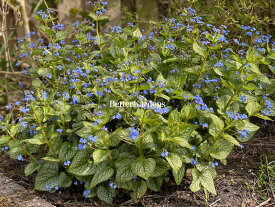 【送料区分G】【12cmポット／1組1株】ブルンネラ ’ジャックフロスト’ 【宿根草】〈休眠中、根はしっかりしてます〉