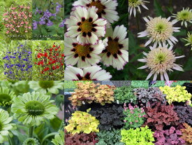 楽天市場 宿根草 フロックス パニキュラータ シャーベットブレンド 2ポット1セット Aグループ Phlox Paniculate Sherbet Blend 花苗と球根の店 Better Gardens