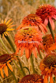 【送料区分G】【12cmポット／1ポット】エキナセア 'イレジスティブル' 【宿根草】農林水産省種苗登録番号24315号〈2025/06/18現在：抽苔、ご注文時期によって箱に入らない場合は花茎をカットする場合もあります〉