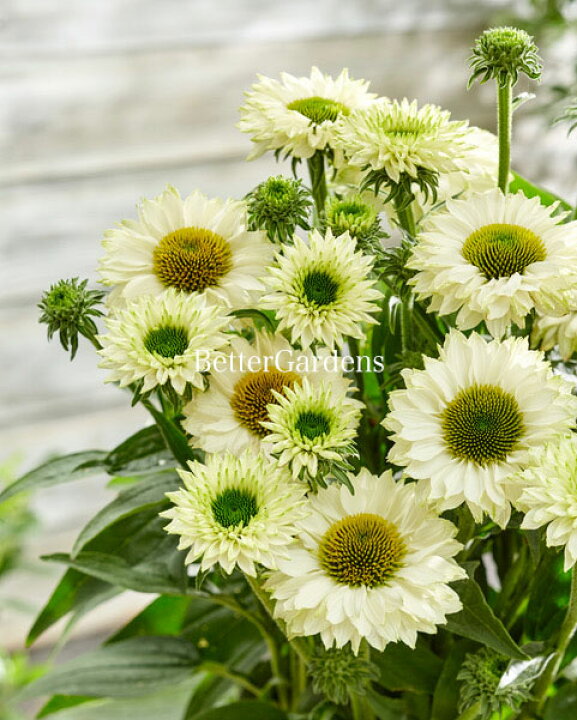 楽天市場 宿根草 エキナセア ホワイトパーフェクション 10 5cmポット Aグループ Echinacea Purpurea Sunseeker White Perfection 花苗と球根の店 Better Gardens 楽天市場 宿根草 エキナセア ホワイトパーフェクション 10 5cmポット Aグループ Echinacea Purpurea Sunseeker White Perfection 花苗と球根の店 Better Gardens