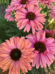 y敪Gzy12cm|bg^1|bgzGLiZA 'TV[J[YC{[' yhzq2025/06/18݁FہAɂĔɓȂꍇ͉ԌsJbgꍇ܂r