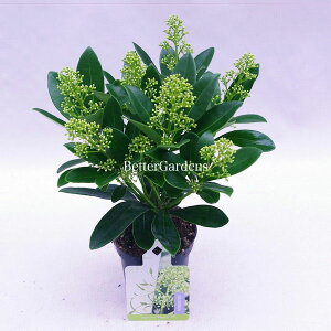 y敪Gzy10.5cm|bgXL~A 'tB`[' y؁z