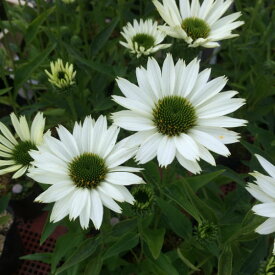 【送料区分G】【12cmポット／1ポット】エキナセア 'ヴァージン' 【宿根草】〈2025/06/18現在：抽苔、ご注文時期によって箱に入らない場合は花茎をカットする場合もあります〉